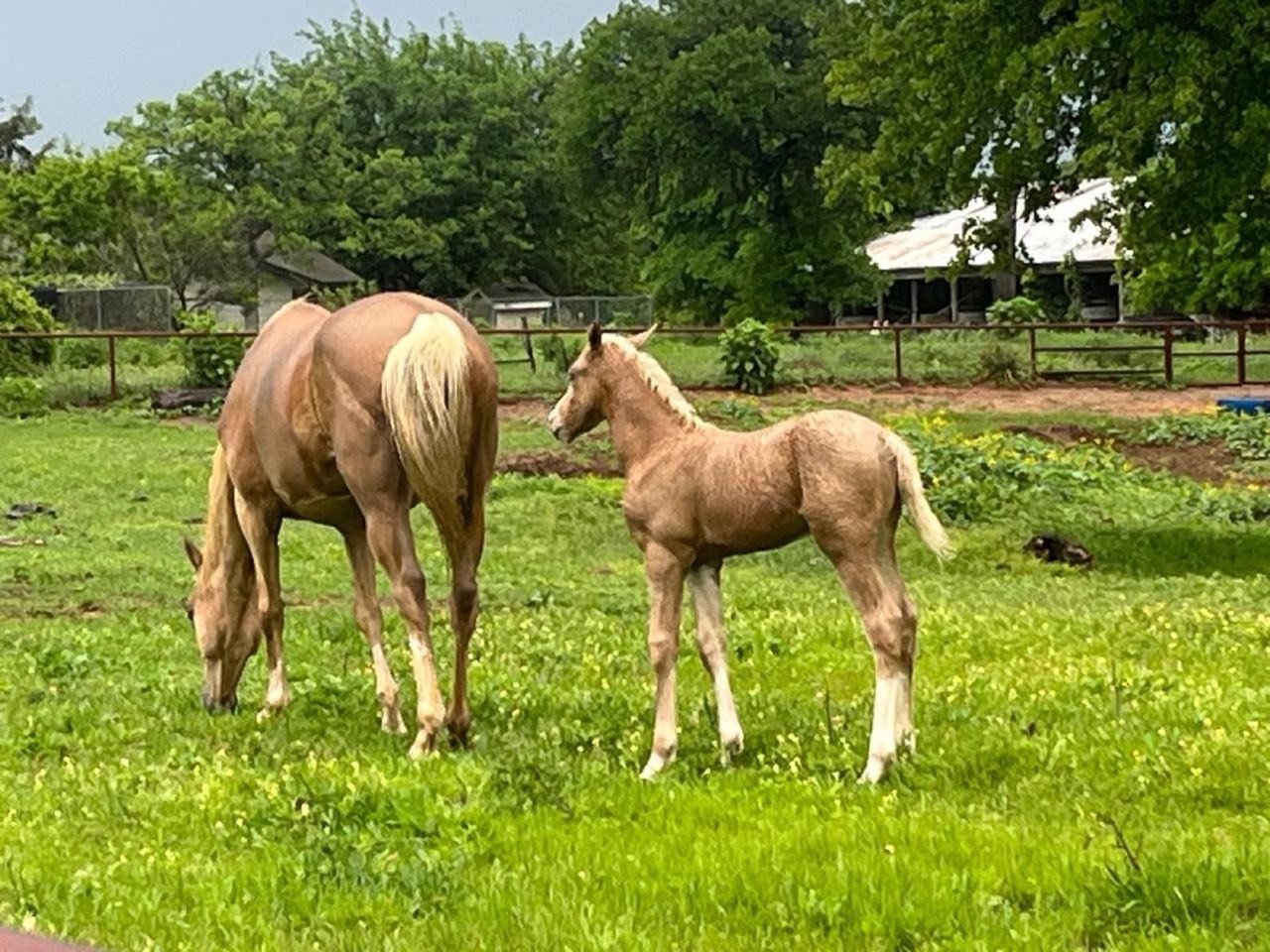 Pasture & Turnout