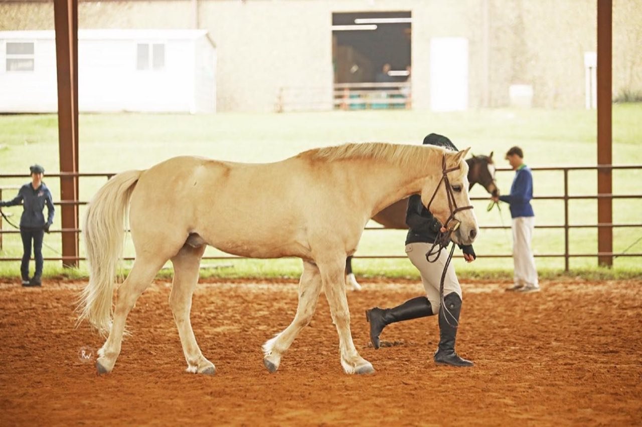 Horsemanship foundations