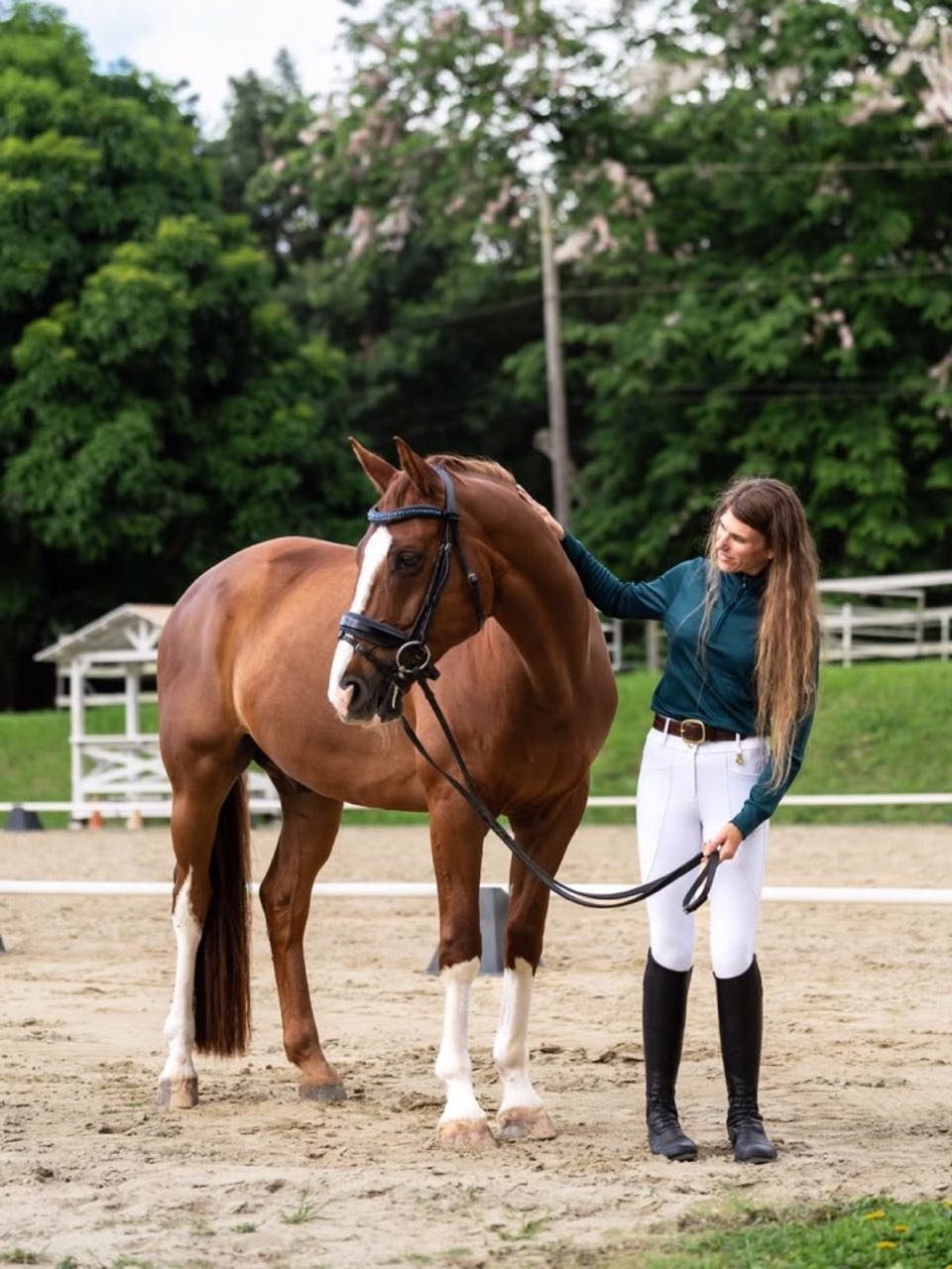 Horse & Rider Together